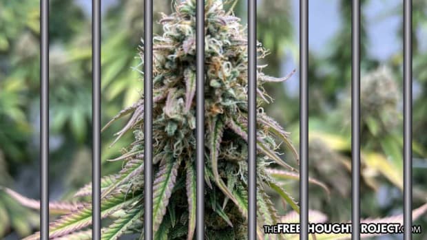 marijuana-conviction
