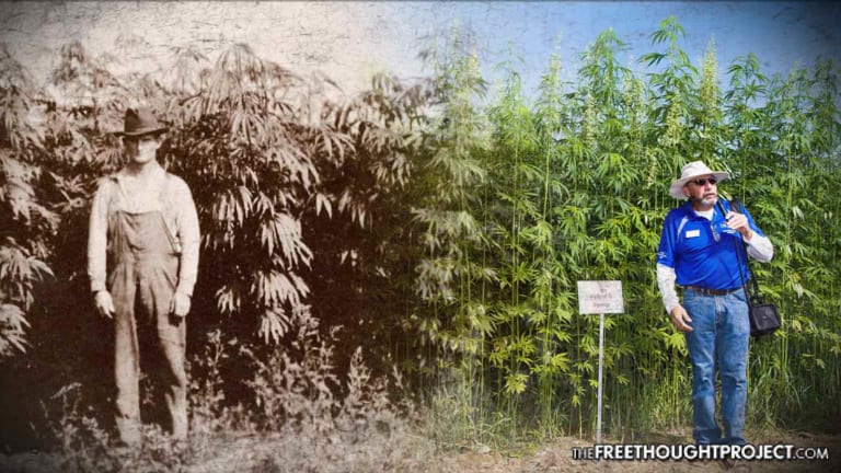 The History Of Hemp: America's Love-Hate Relationship With One of The Planet's Most Useful Plants
