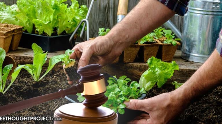 Judge Rules Government Can Ban Vegetable Gardens Because They're 'Ugly'