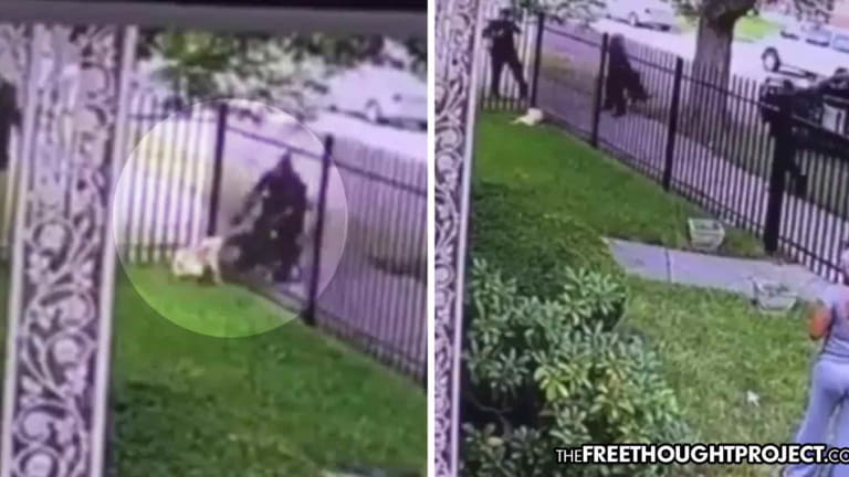Horrifying Video Shows Cops Walk By Dog in Fenced In Yard, Shoot It Through the Fence, Killing It