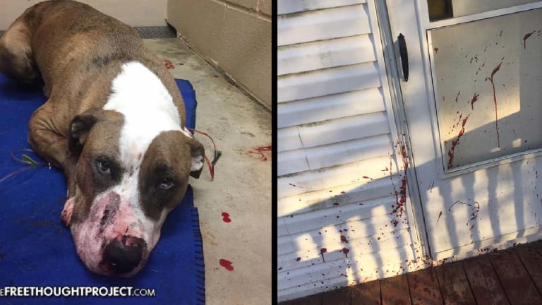 Cops Go to Innocent Woman's Home, Shoot Her Dog for No Reason, Take No Responsibility