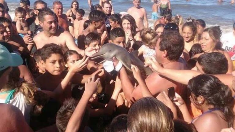 Baby Dolphin Pulled from the Waves and Killed by Humans as They Passed Her Around for Selfies