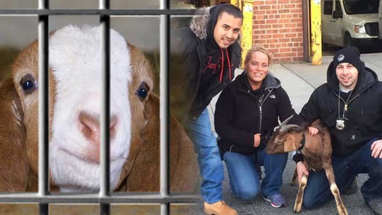 This is What 'Public Service' Looks Like -- Cops Use Own Money to Rescue Innocent Baby Goat