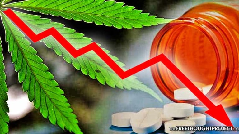 Major Study Shows Legal Weed REVERSED a Decade of Rising Opioid Deaths in Colorado