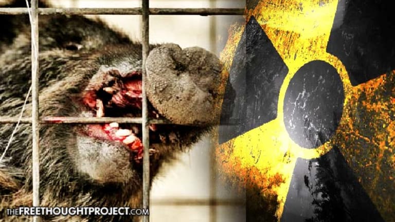 WATCH: Radioactive Wild Boars Roaming Fukushima Threatening Residents' Return