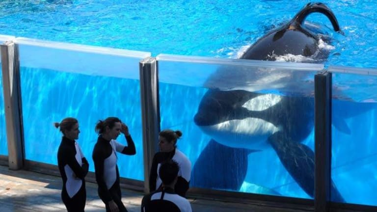 Your Activism Worked! Sea World Can No Longer Breed Orcas