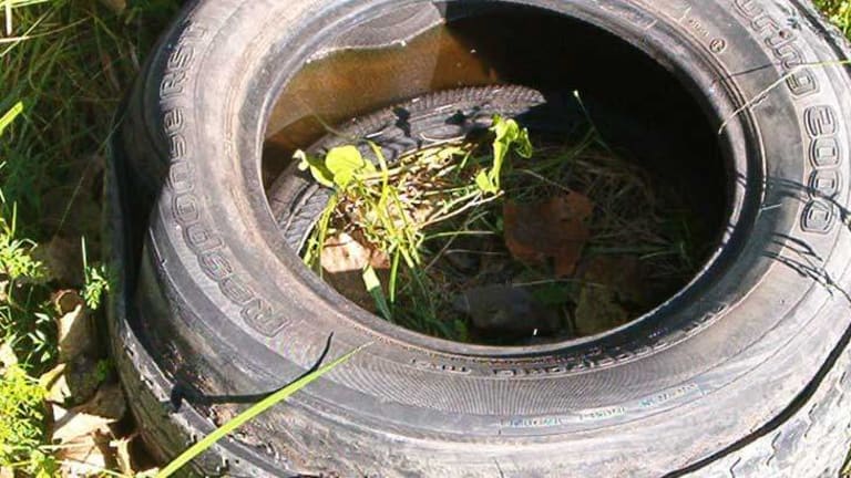 Simple Mosquito Trap Made with Old Tires 7 Times More Effective than Other Means