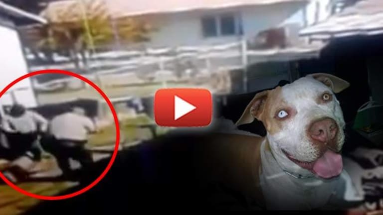 Cops Caught on Video Breaking into Family's Backyard and Killing Dog in Front of 2-Year-Old Girl