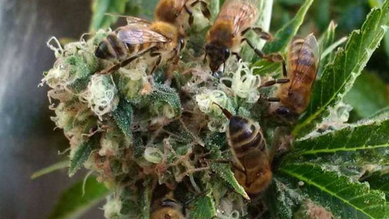 WATCH: Beekeeper Trains his Hive to Specifically Target Pot Plants to Make Honey Out of Cannabis