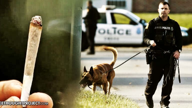 Multiple K9s Unleashed, Half Dozen Cops Dispatched — to Catch 3 Teens Smoking a Plant