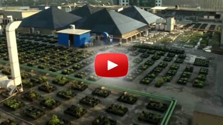 Shopping Mall Recycling all their Food Waste into Thriving Rooftop Garden for Employees