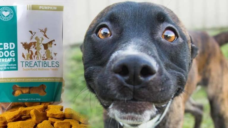 Cannabis for Canines -- CBD Treats are Healing Dogs, Treating their Pain and Stopping Seizures