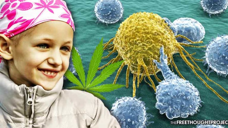 Groundbreaking Study Confirms Cannabis Has 'Significant' Effect on Killing Cancer Cells