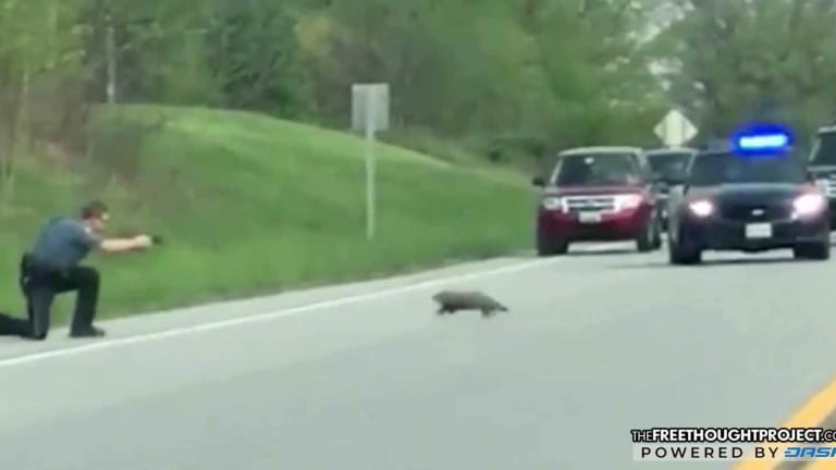 WATCH: Witnesses Watch in Horror as Cop Kills Tiny Groundhog for 'Acting Oddly'
