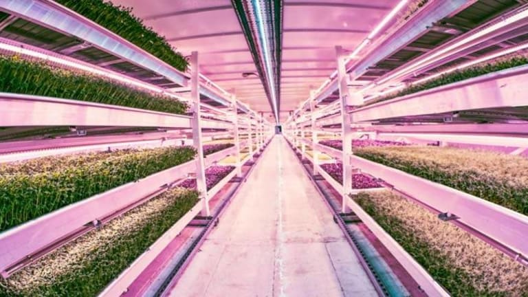 WWII Escape Tunnels Converted to World's First Sustainable Underground Urban Farm