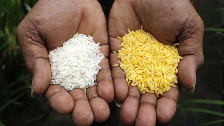 Despite Dumping Millions into GMO Rice, Study Shows they Still Can't Compete With Natural Version