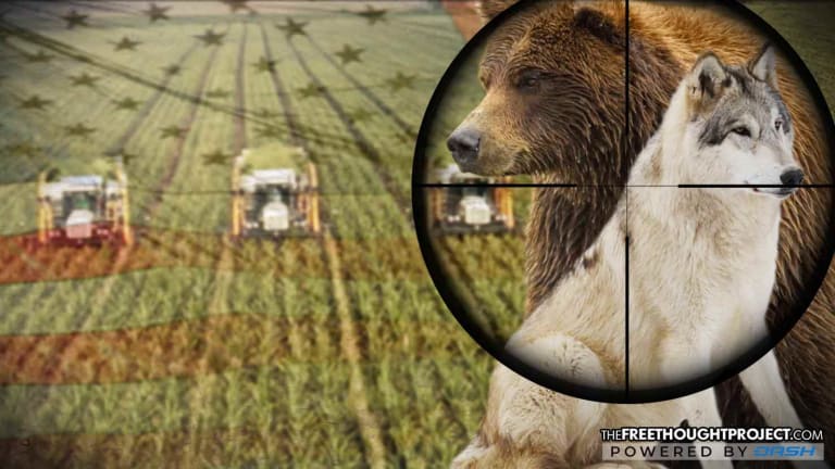 In 2017, US Gov't Slaughtered 1.3 Million Wolves, Bears, & Others in the Name of Big Agriculture