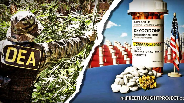 DEA Makes Shocking Move, Orders Increase In Cannabis Production by 500% to Fight Opioid Crisis