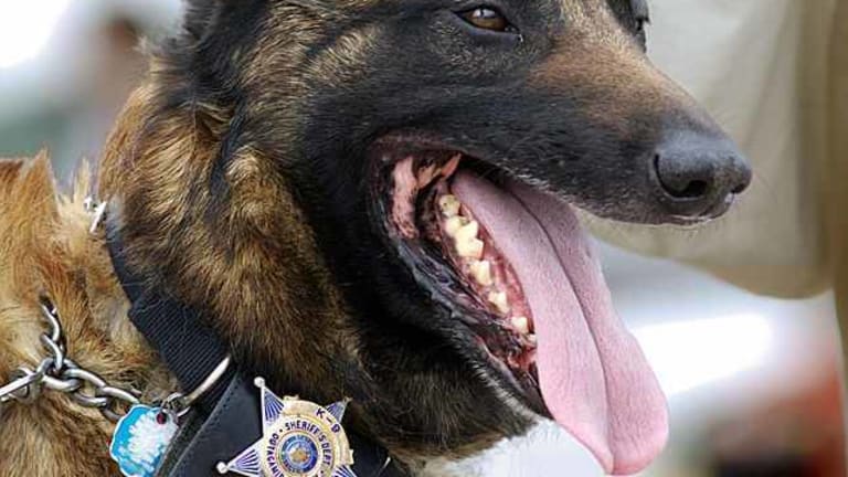 K-9 Dead After Officers Leave Dog in Hot Car For 6 Hours With Windows Up