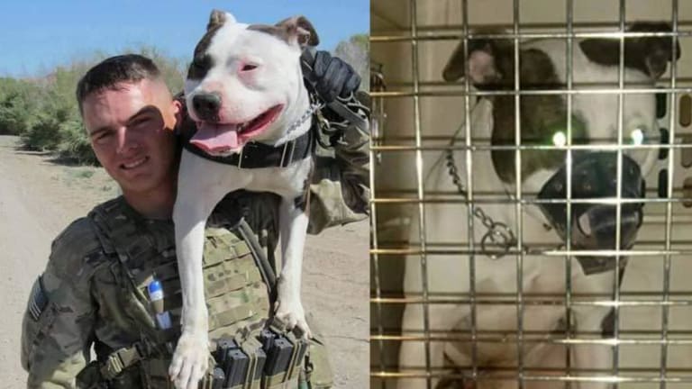 Soldier Finds His Former Hero Service Dog Being Abused by a Deputy who Won't Give Him Back