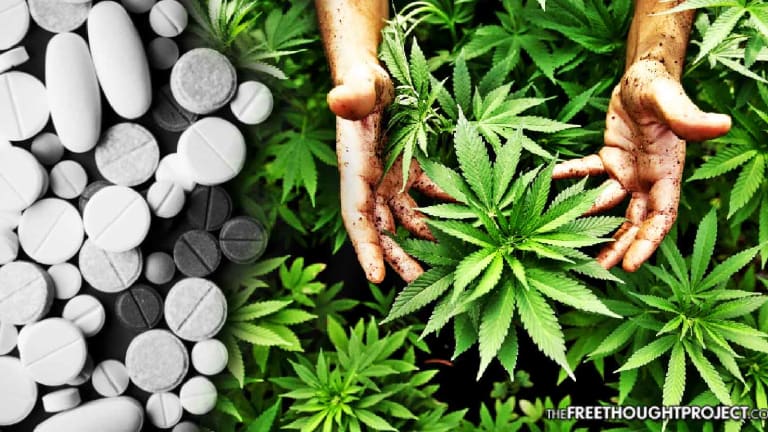 US Govt Finally Admits Medical Cannabis Destroys the Opioid Epidemic