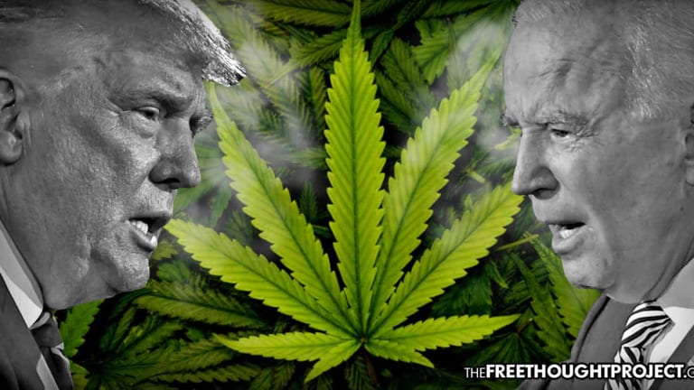 As Left and Right Argue Over Election Results, Cannabis Got More Votes than Trump and Biden In Many States