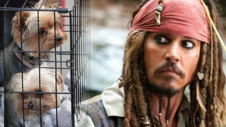 Megastar Johnny Depp Could Face 10-Years Prison for Bringing his Dogs to Work