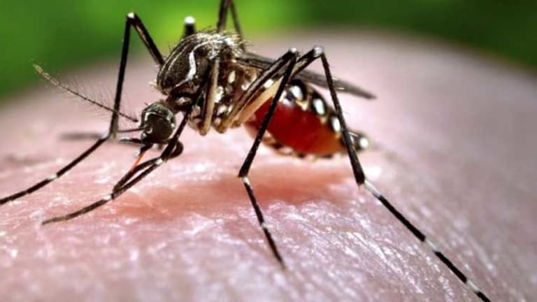 Before America Wanted to Eradicate Them, the U.S. Military was Weaponizing the Zika Mosquito