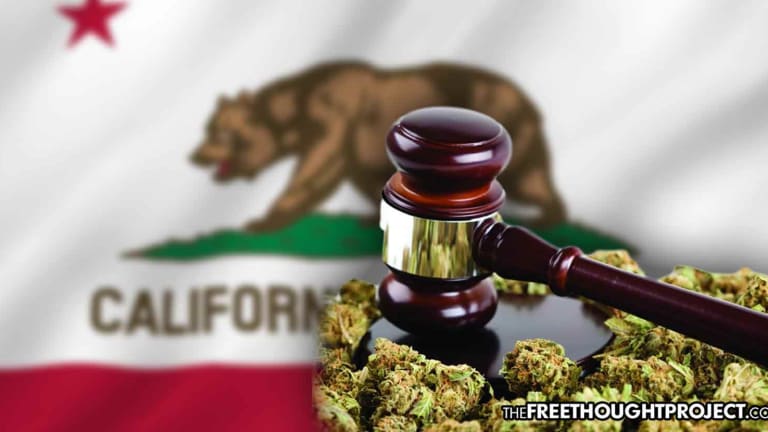 California's Increasing Weed Taxes are Fueling Crime, Destroying Environment, and Killing Jobs
