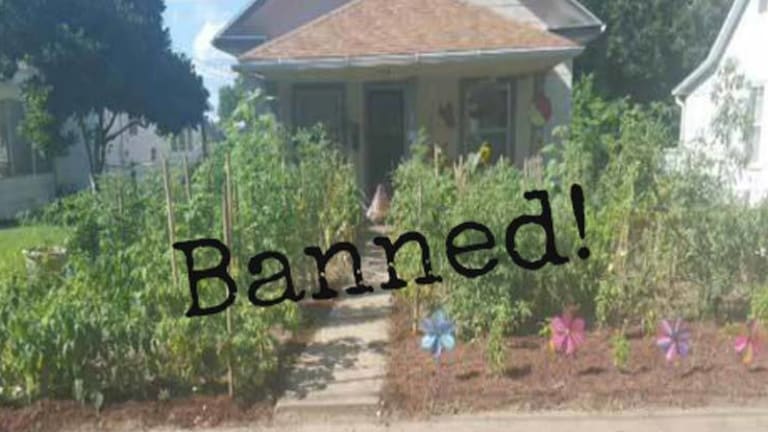 Man Charged with a Crime and Fined for Growing a Vegetable Garden in His Own Front Yard
