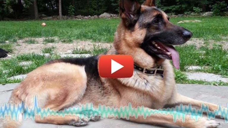 Cop Shoots Dog at Wrong House- Newly Released Audio Shows Cop Knew there was No Threat