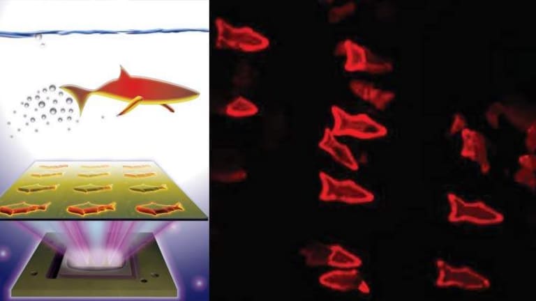 Microscopic 3D-Printed "Smart" Fish Nanobots to Swim in Bloodstream & Remove Toxins