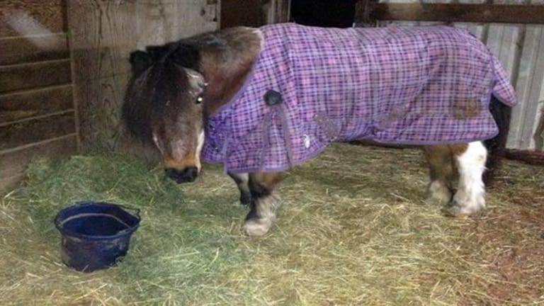 Sheriff's Department to Family: Sorry We Murdered Your Beloved Pony, Now Hush