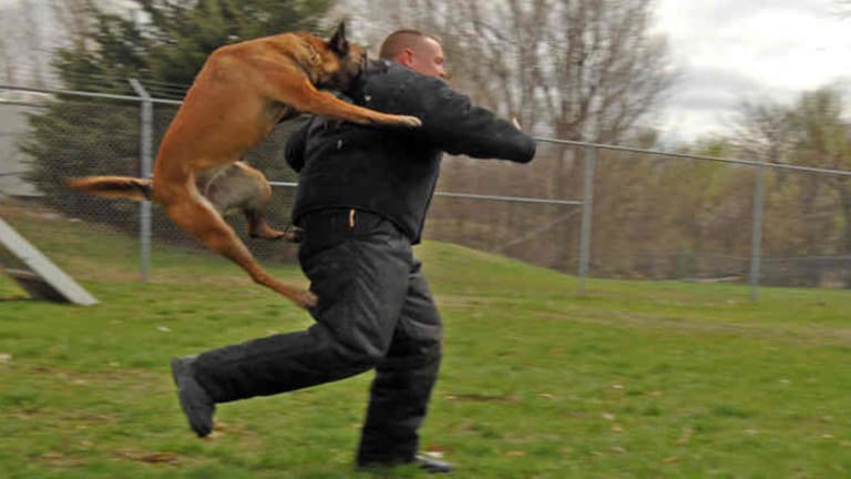Cop Caught Training His K-9 To Be a Vicious Attack Dog Keeps His Job