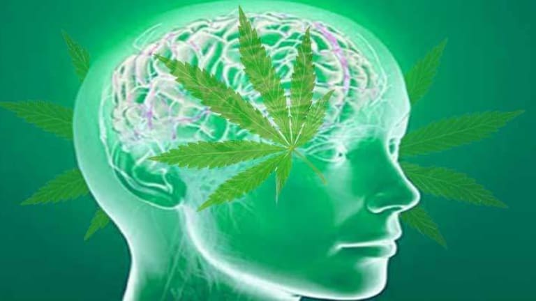 Revolutionary Study Shows Cannabis to Protect Traumatized Brains and Helps them Heal