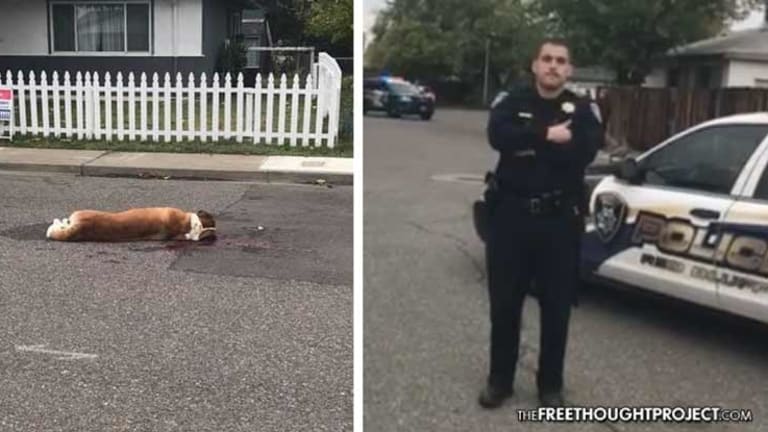 VIDEO: Cop Fires 16 Rounds at 'Non-Aggressive' Dogs, Kills One, Lets Other Suffer to Death