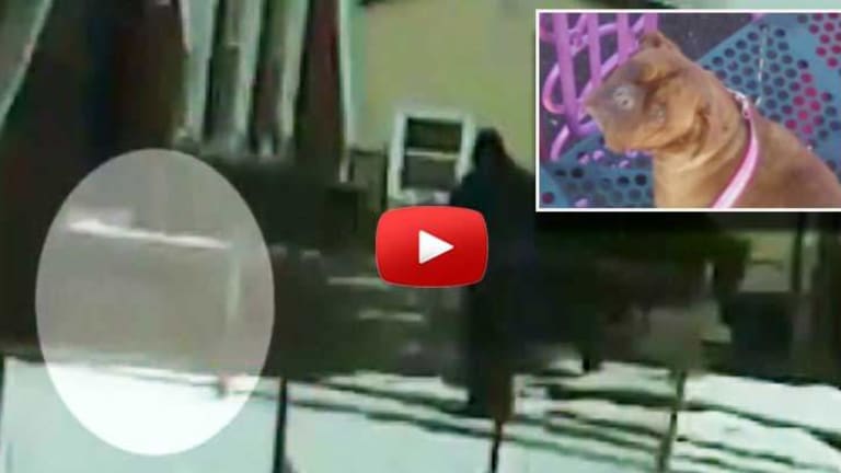 Coward Cop Caught on Dashcam Walking Up to a Leashed Dog and Killing Him for No Reason