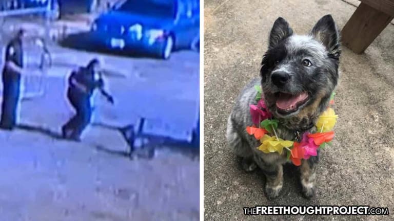 Internet Outraged After Video Shows Cop Shoot Firefighter's Family Dog