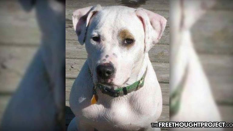 Woman Calls Police for Help Who Showed Up and Killed Her Service Dog