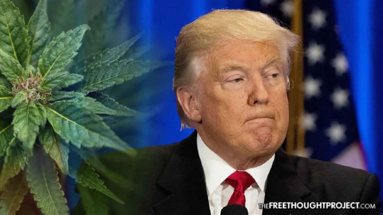 Dear Donald Trump: You Can't Fight the Opiate Epidemic WITHOUT Legal Cannabis