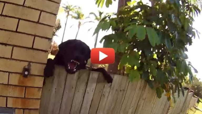 Postal Worker Inadvertently Makes Instructional Video for How Police Should Deal With Dogs
