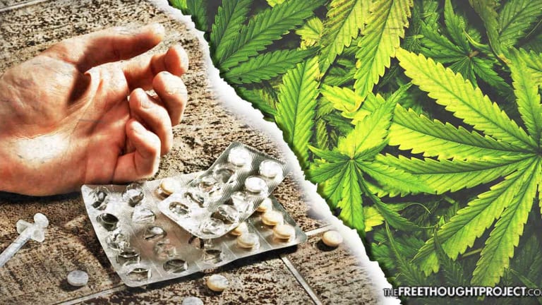On 4/20, Opioids Will Kill Over 100 Americans As The Cannabis That Could Save Them Remains Illegal