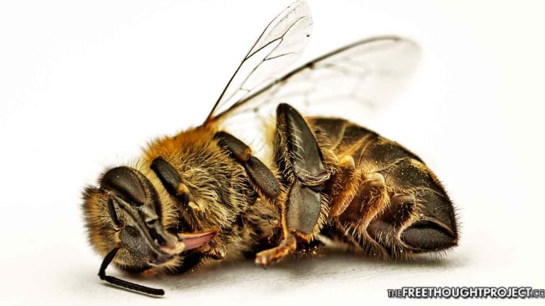 First Long-term Study Confirms World's Most Popular Pesticide is Wiping Bees Off the Planet