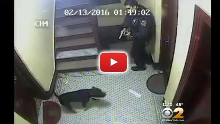 VIDEO: He "Died Wagging His Tail" -- NYPD Cop Kills Family Pet in Cold Blood as Child Watches