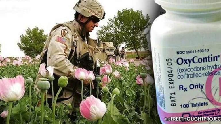 Poppy Output Hits Record High as US Troop Surge in Afghanistan Completed