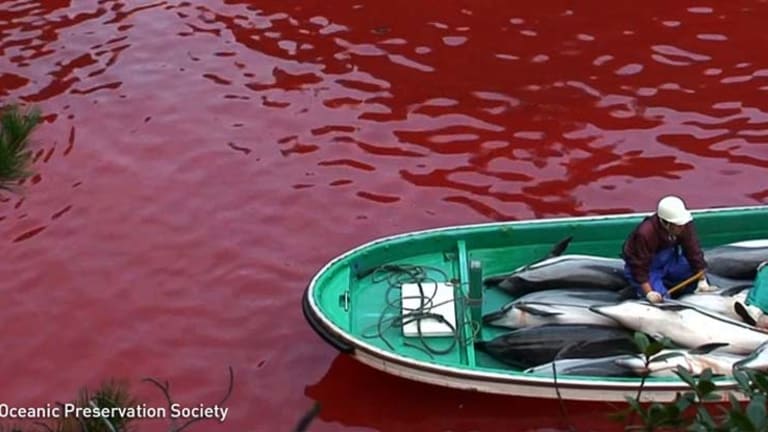 Heartbreaking Dolphin Massacres Begin as Annual Government Sanctioned Slaughter Kicks Off