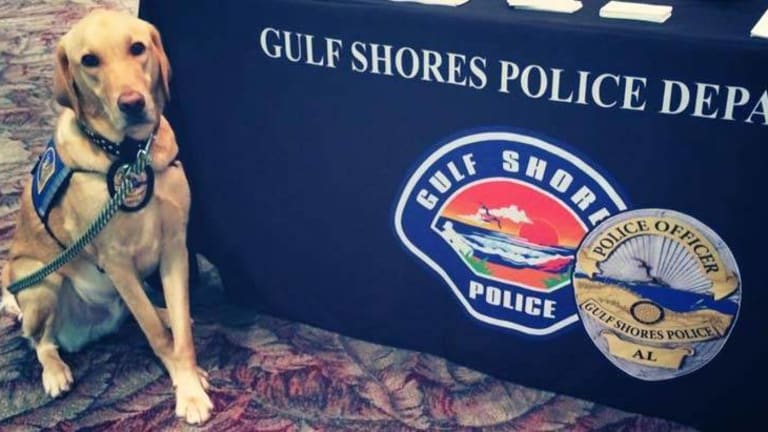 Cop Will not Face So Much as a Slap on the Wrist for Leaving K-9 in Hot Car Until he Died