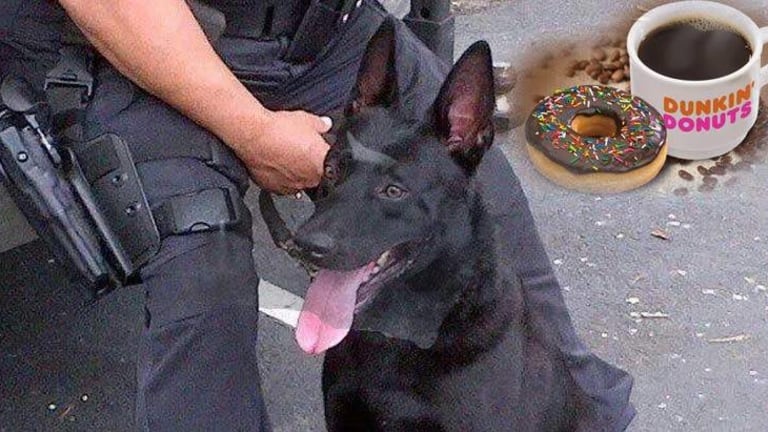 K9 Kicked Off the Force For Viciously Attacking Dunkin Donuts Employee