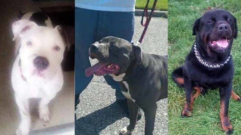 Cops Murder Woman's Three Dogs, Shooting One Through a Locked Door -- To Look for Pot
