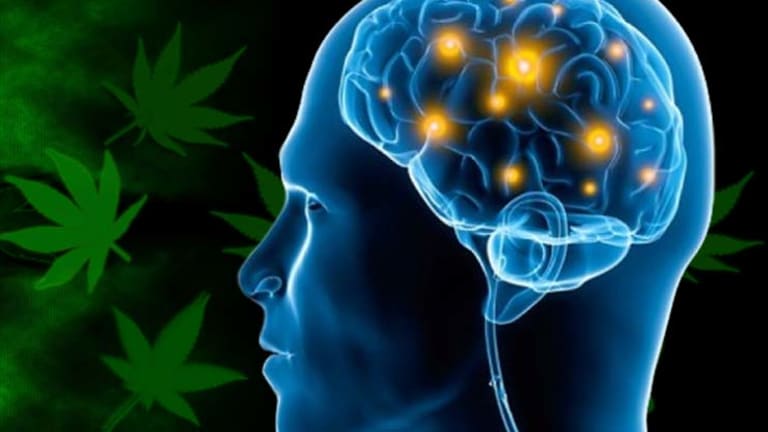 Groundbreaking Study Shows Cannabis Can Counter Alzheimer's Disease